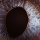 Illustration for article titled Incredible close-up photos of animals eyes